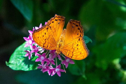 Australian Butterfly Sanctuary- Virtual Interactive Tour With Private Guide - Tourism Noosa 1