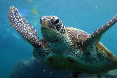 2 Night Whitsunday Islands Cruise On Atlantic Clipper From Airlie Beach - Tourism Noosa 6