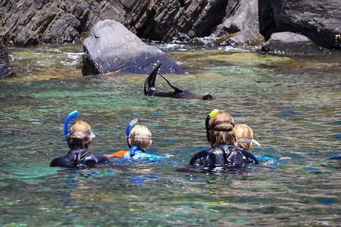 Kangaroo Island Ocean Safari - Snorkeling Safari - Tourism Noosa 4