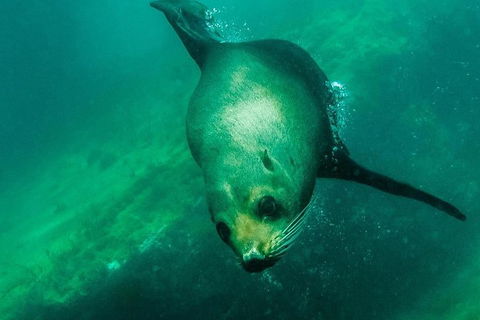 Kangaroo Island Ocean Safari - Snorkeling Safari - Tourism Noosa 5