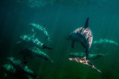 Kangaroo Island Ocean Safari - Snorkeling Safari - Tourism Noosa 1