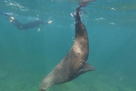 Kangaroo Island Ocean Safari - Snorkeling Safari - Tourism Noosa 6