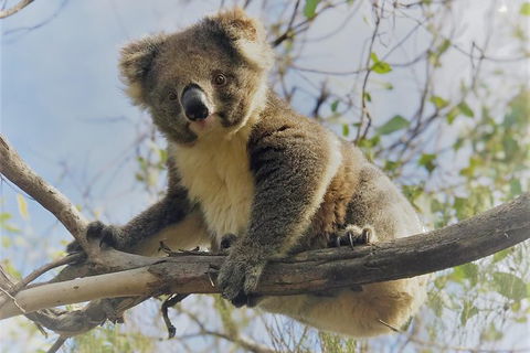 Kangaroo Island Scenic Trail Tour - Tourism Noosa 2