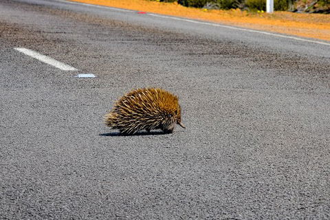 Kangaroo Island Luxury Small Group \'Flinders Chase Focus\' Full Day Tour - Tourism Noosa 7