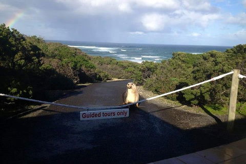 Kangaroo Island 4WD - Seal Bay - Tourism Noosa 1