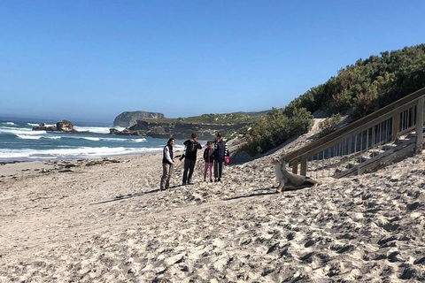 Kangaroo Island 4WD - Seal Bay - Tourism Noosa 2