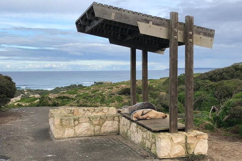 Kangaroo Island 4WD - Seal Bay - Tourism Noosa 3