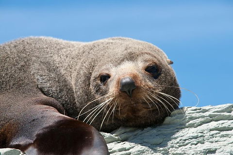 Kangaroo Island 75-Minute Ocean Safari - Tourism Noosa 4