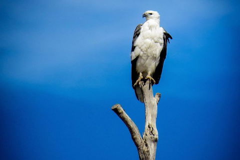 Kangaroo Island 75-Minute Ocean Safari - Tourism Noosa 3