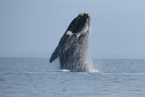 Kangaroo Island 75-Minute Ocean Safari - Tourism Noosa 1