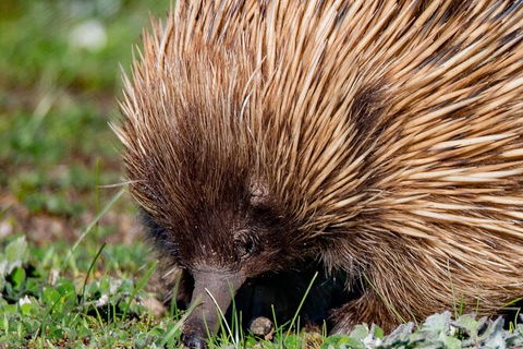 Kangaroo Island Luxury Small Group \'East End Explorer\' Full Day Tour - Tourism Noosa 1