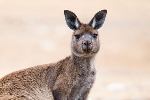 Kangaroo Island Luxury Small Group \'East End Explorer\' Full Day Tour - Tourism Noosa 0