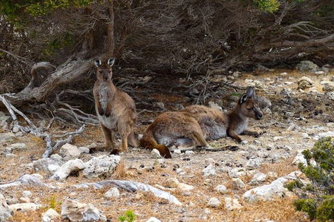 Kangaroo Island Luxury Small Group \'East End Explorer\' Full Day Tour - Tourism Noosa 2