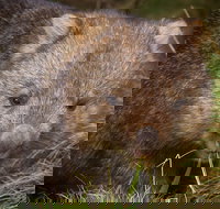 Cradle Mountain Wildlife Spotting after Dark