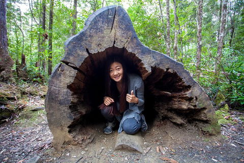 Tahune Airwalk Active Day Trip From Hobart Including Hastings Caves - Tourism Noosa 5