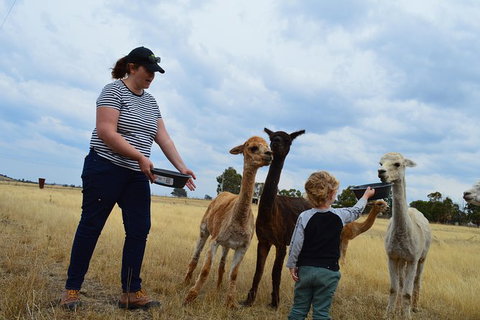 Alpaca Farm Tours With Toffeemont - Tourism Noosa 4