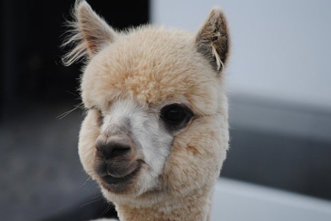 Alpaca Farm Tours With Toffeemont - Tourism Noosa 0