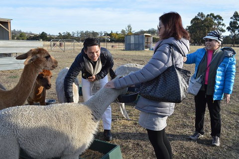 Alpaca Farm Tours With Toffeemont - Tourism Noosa 2