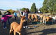 Alpaca Farm Tours With Toffeemont - thumb 5