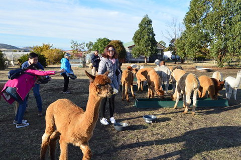 Alpaca Farm Tours With Toffeemont - Tourism Noosa 5
