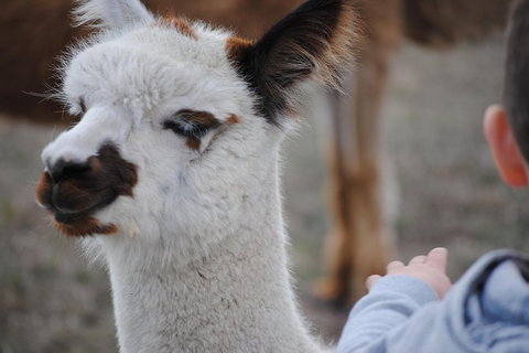 Alpaca Farm Tours With Toffeemont - Tourism Noosa 1