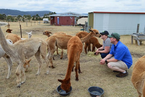 Alpaca Farm Tours With Toffeemont - Tourism Noosa 3