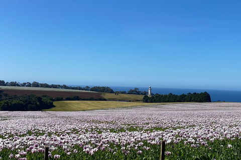 Table Cape Lighthouse Tours - Tourism Noosa 8