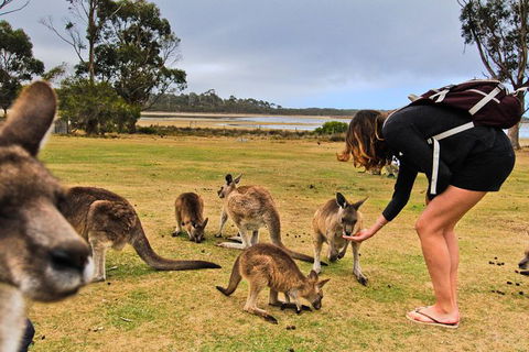 4-Day Fabulous Tasmania Tour: Wineglass Bay, Port Arthur, Devils & Bruny Island - Tourism Noosa 5