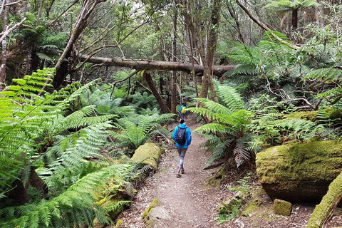 Mt. Wellington Morning Hike + Afternoon Beer & History Walk - Tourism Noosa 7
