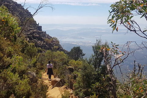 Mt. Wellington Morning Hike + Afternoon Beer & History Walk - Tourism Noosa 1