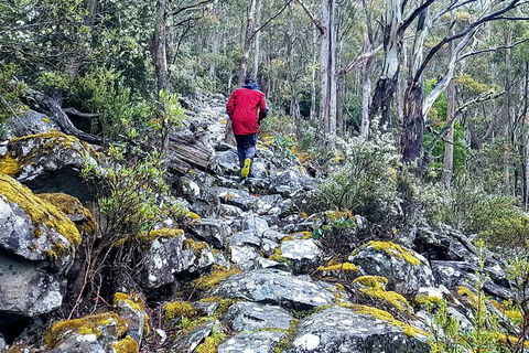Mt. Wellington Morning Hike + Afternoon Beer & History Walk - Tourism Noosa 8