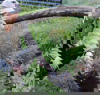 1-Hour Tasmanian Devil Feeding Day Tour at Cradle Mountain