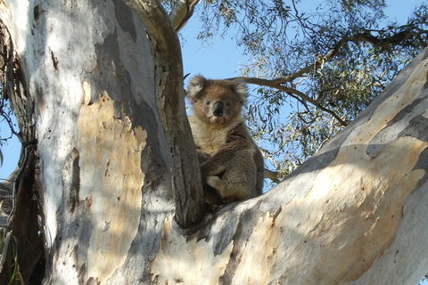Tahbilk Winery And Wetlands Tour With Local Wine Ambassador Including Lunch, Wine Tasting And A Wine Making Class - Tourism Noosa 1