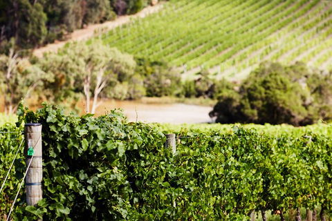 Mornington Peninsula 2-6 Guests With Lunch And Art Walk At Pt Leo Estate - Tourism Noosa 5