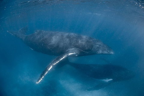 Full-Day Whale Watching Snorkeling And Swimming At Coral Bay - Tourism Noosa 6