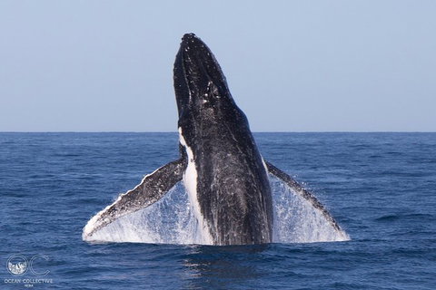 Full-Day Whale Watching Snorkeling And Swimming At Coral Bay - Tourism Noosa 0