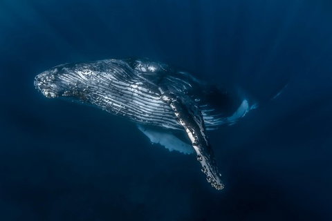 Full-Day Whale Watching Snorkeling And Swimming At Coral Bay - Tourism Noosa 7