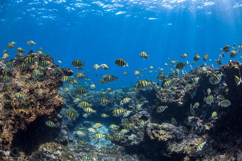 Full-Day Whale Watching Snorkeling And Swimming At Coral Bay - Tourism Noosa 1