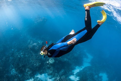 Full-Day Whale Watching Snorkeling And Swimming At Coral Bay - Tourism Noosa 2