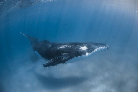 Full-Day Whale Watching Snorkeling And Swimming At Coral Bay - Tourism Noosa 5