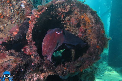 PADI Open Water Course - Tourism Noosa 1