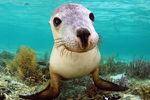 Abrolhos Islands 5 Day Tours - Tourism Noosa 6