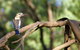 Ord River Experience With Riverside Lunch - thumb 1