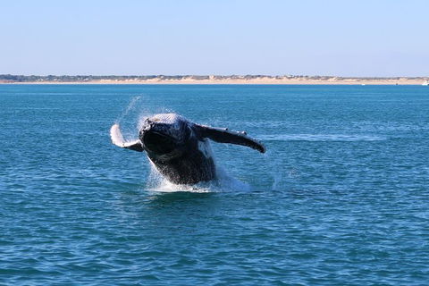 AOC Broome Whale Watching - Tourism Noosa 3