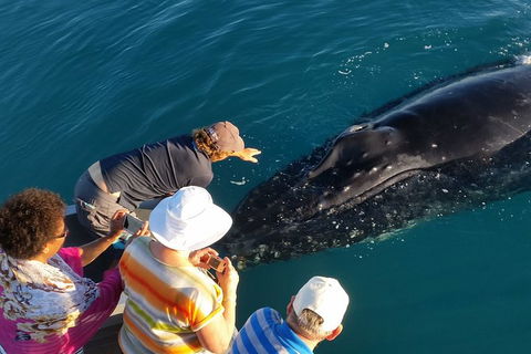 AOC Broome Whale Watching - Tourism Noosa 0