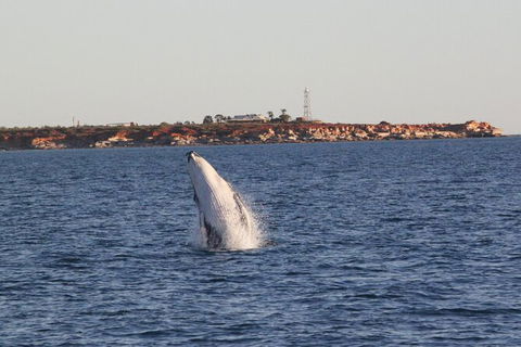 AOC Broome Whale Watching - Tourism Noosa 2
