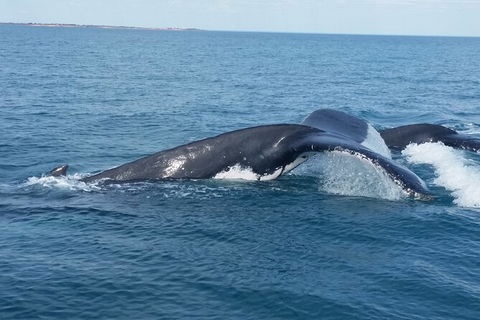 AOC Broome Whale Watching - Tourism Noosa 1