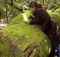 Washpool National Park - Washpool Walk - Tourism Noosa