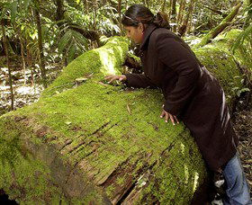 Washpool National Park - Washpool Walk - Tourism Noosa 0