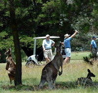 Glen Innes Golf Club - Tourism Noosa
